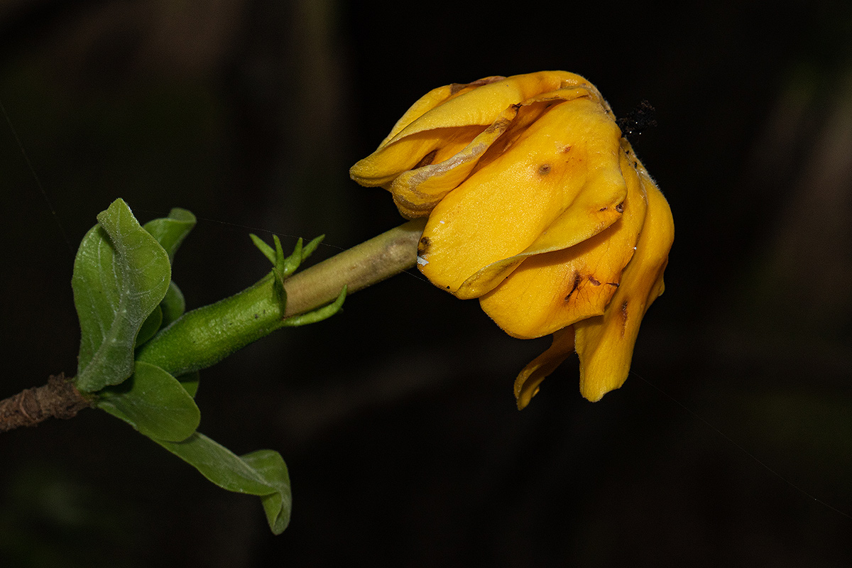 Gardenia ternifolia subsp. jovis-tonantis var. goetzei Gardenia ternifolia subsp. jovis-tonantis var. goetzei