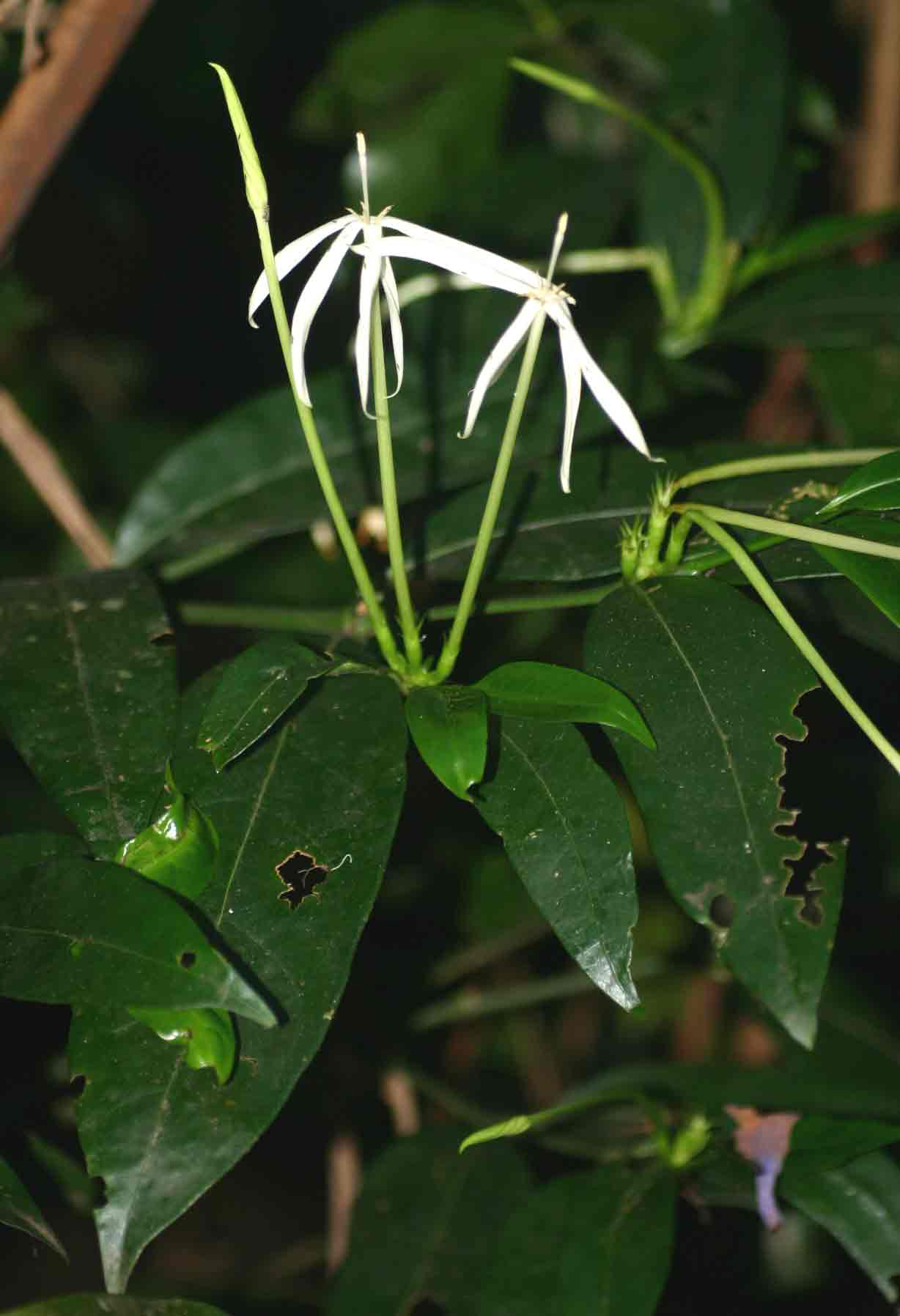 Oxyanthus goetzei Oxyanthus goetzei