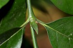 Oxyanthus goetzei