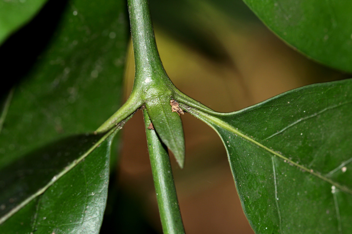 Oxyanthus goetzei