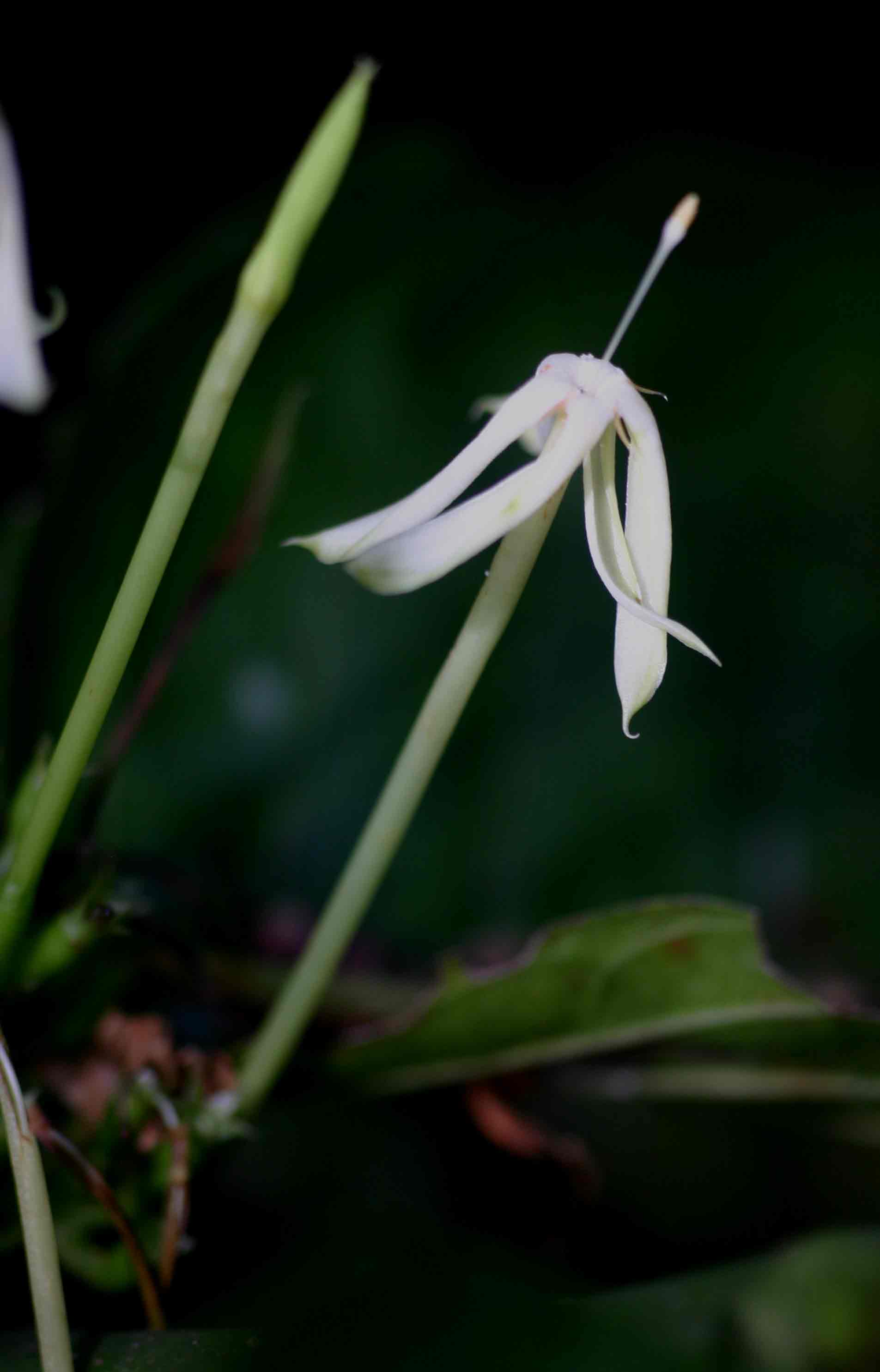Oxyanthus speciosus subsp. stenocarpus