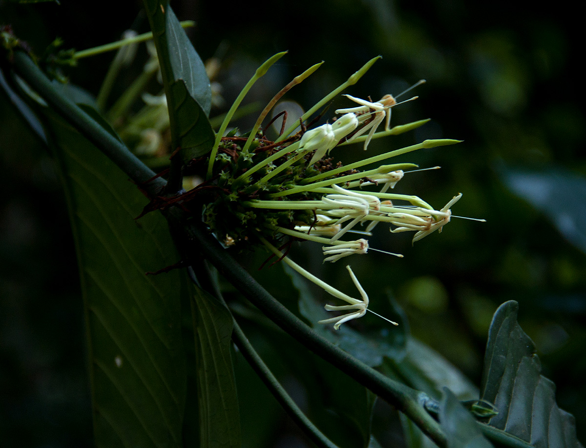 Oxyanthus speciosus subsp. stenocarpus