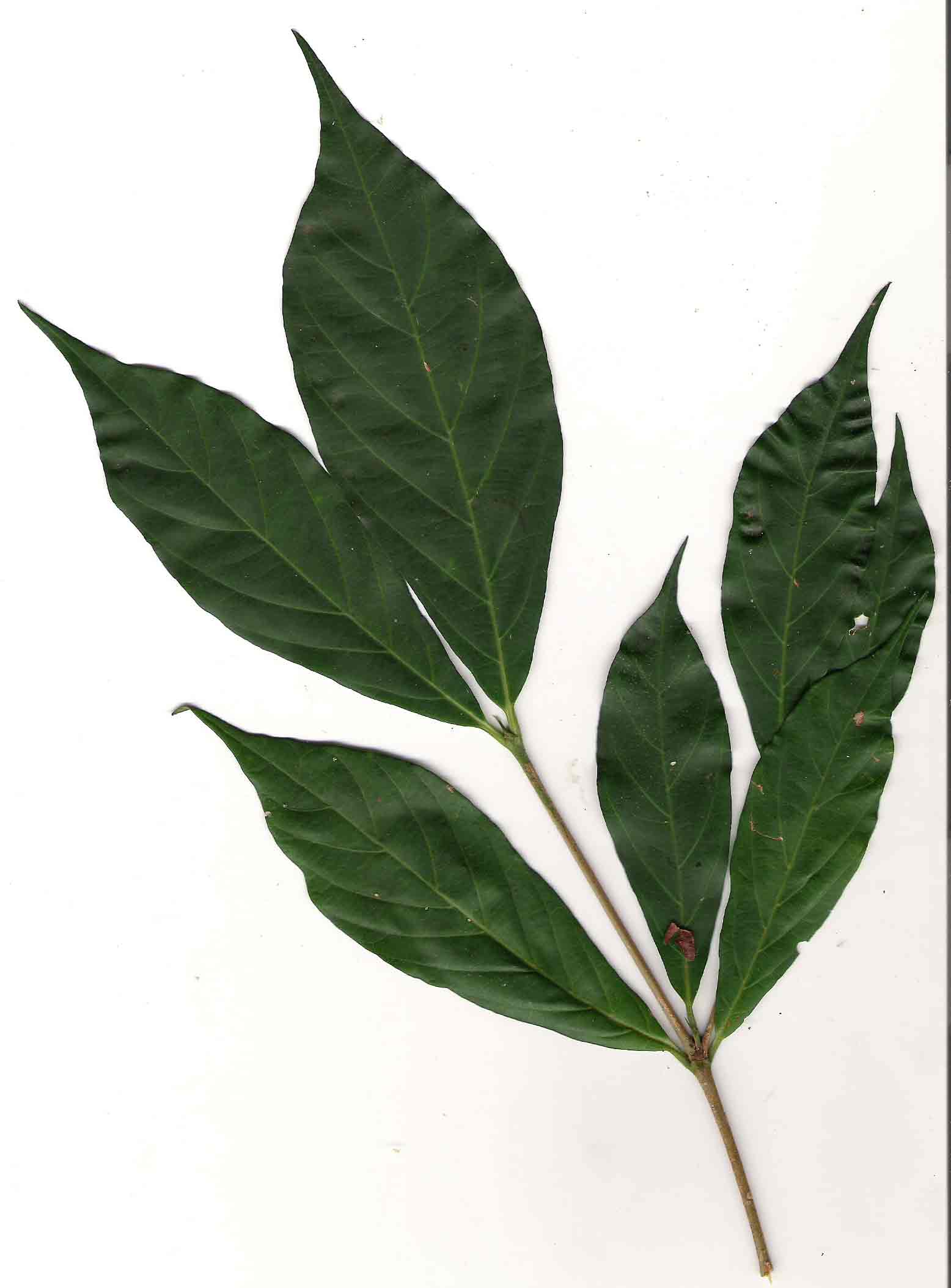 Heinsenia diervilleoides subsp. diervilleoides