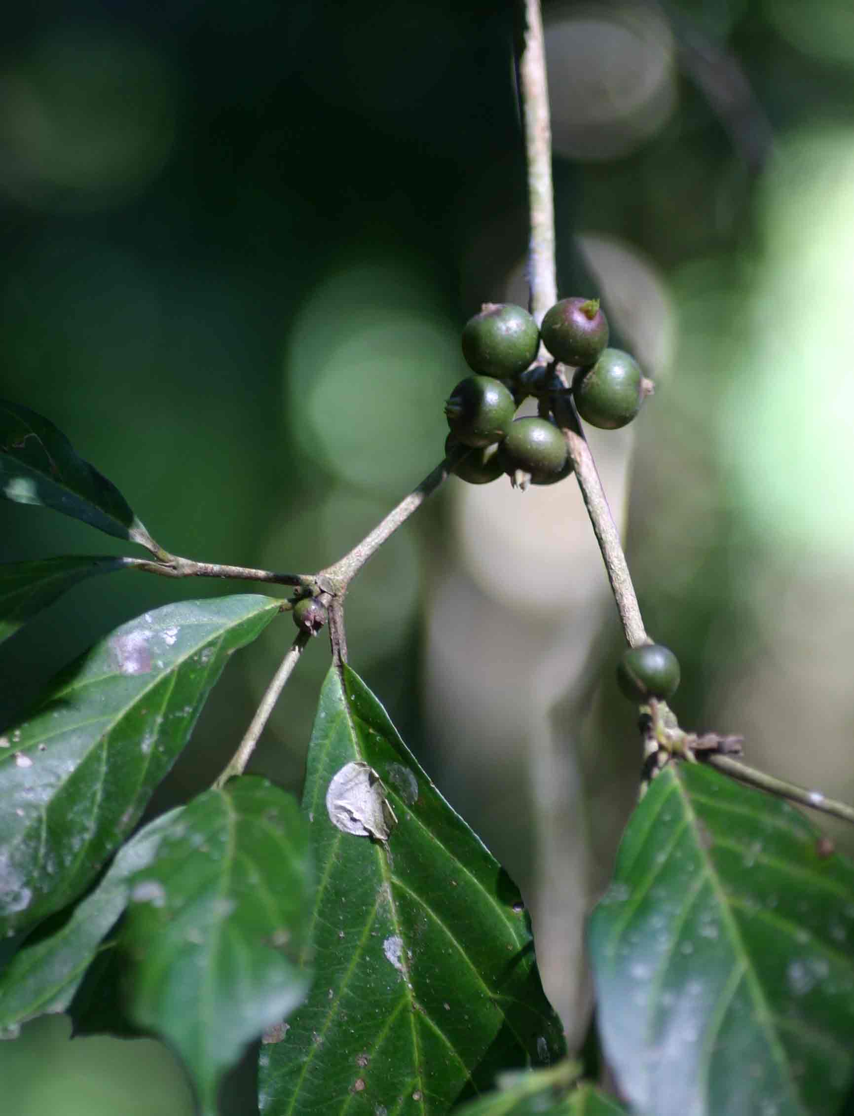 Heinsenia diervilleoides subsp. diervilleoides