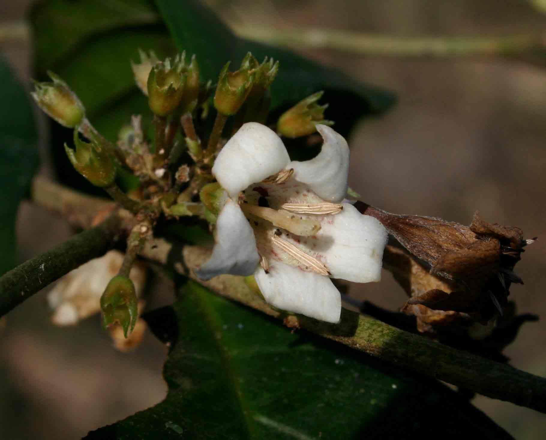 Heinsenia diervilleoides subsp. diervilleoides
