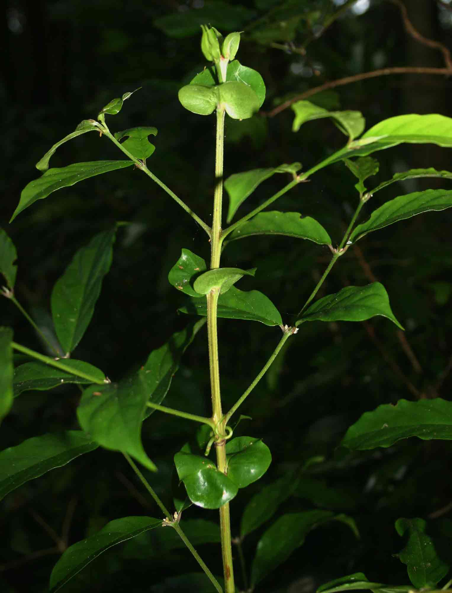 Cremaspora triflora subsp. triflora