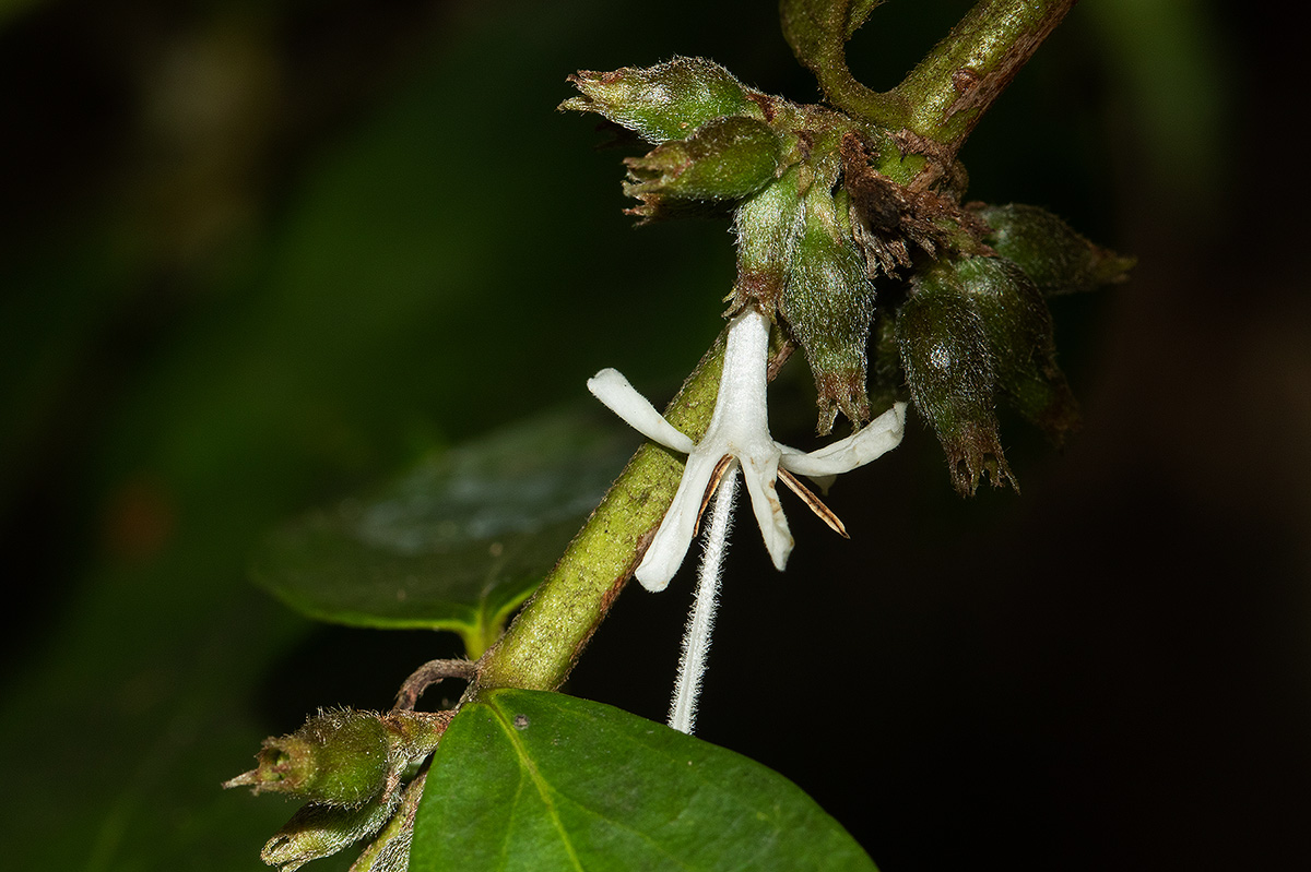 Cremaspora triflora subsp. triflora
