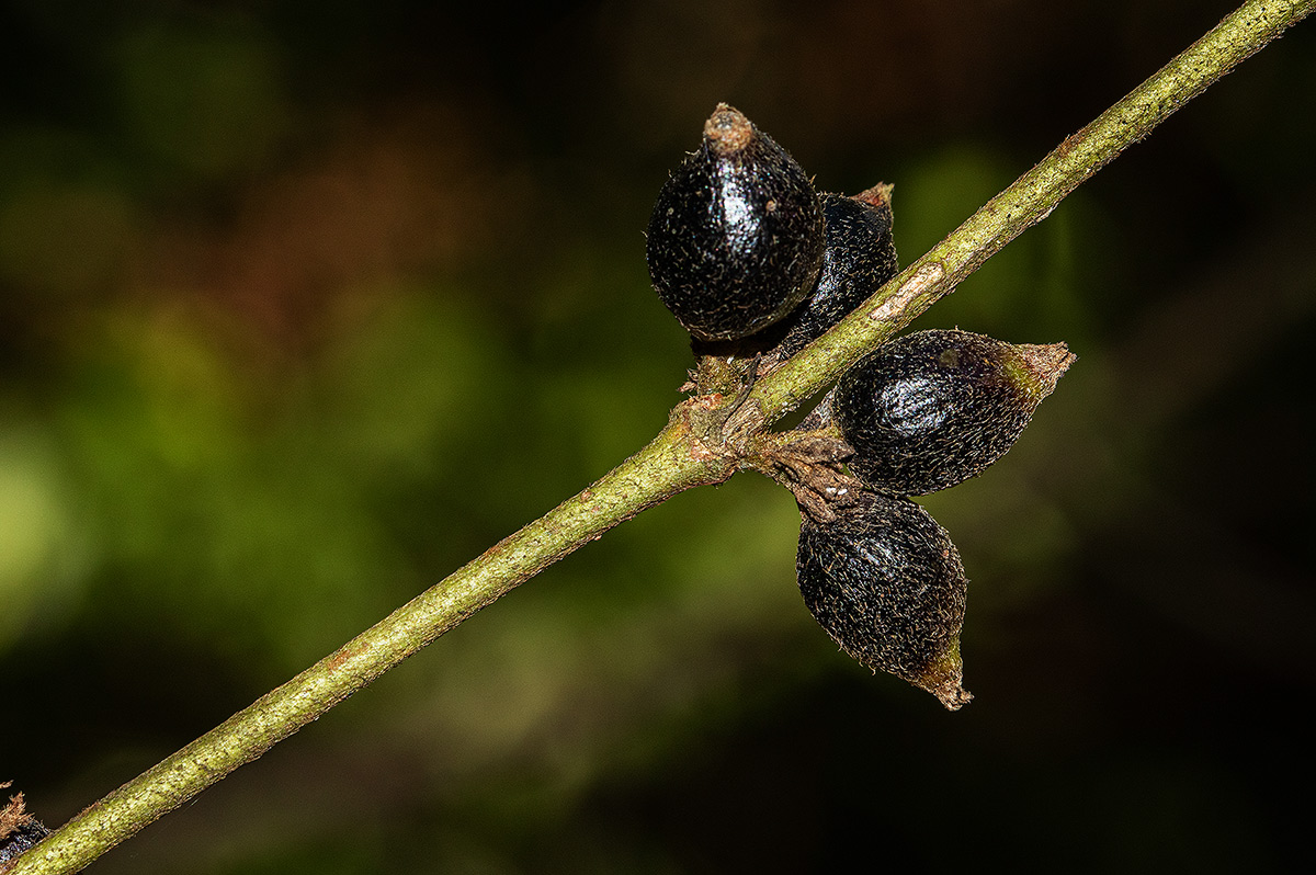 Cremaspora triflora subsp. triflora