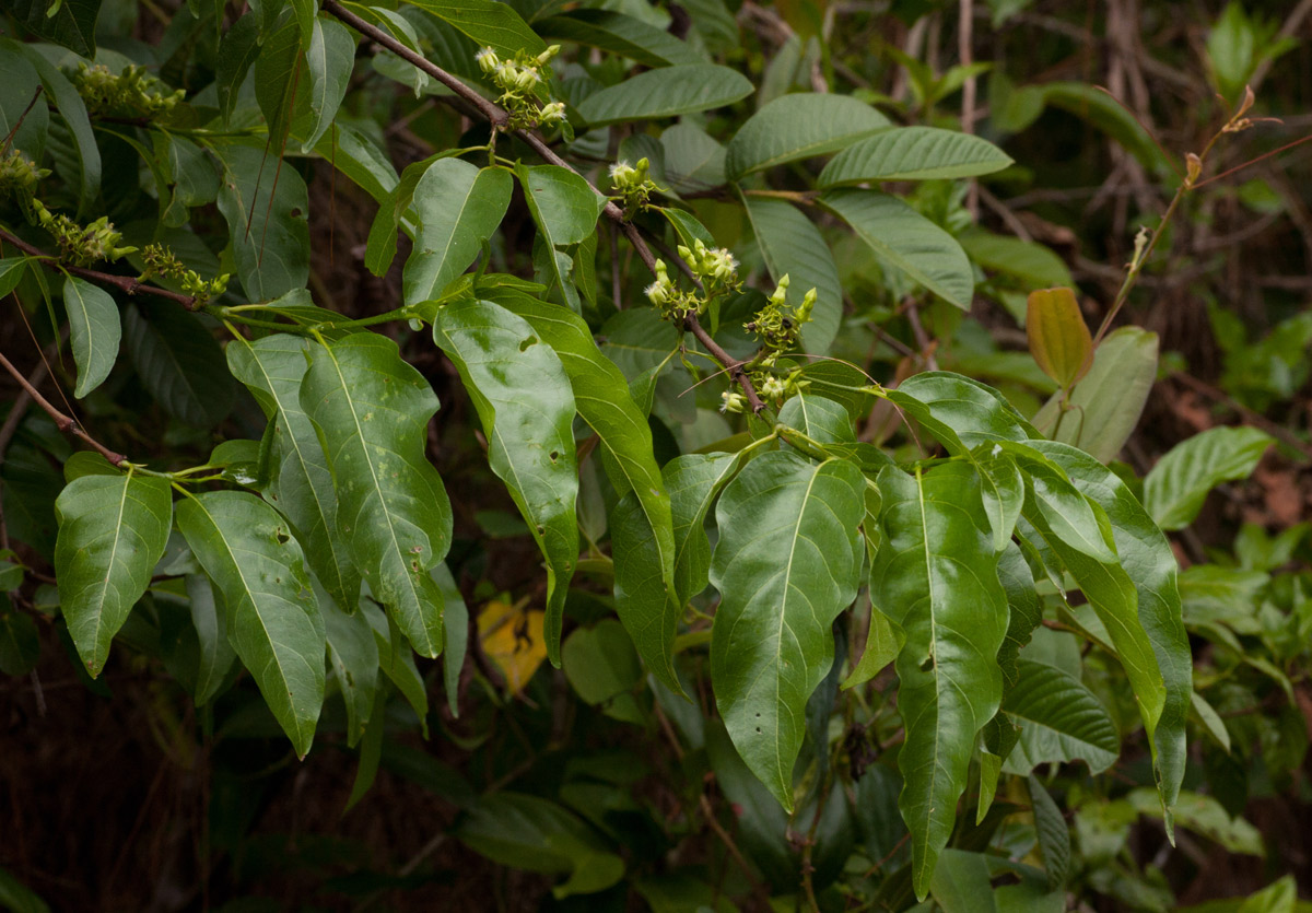 Vangueria apiculata Vangueria apiculata
