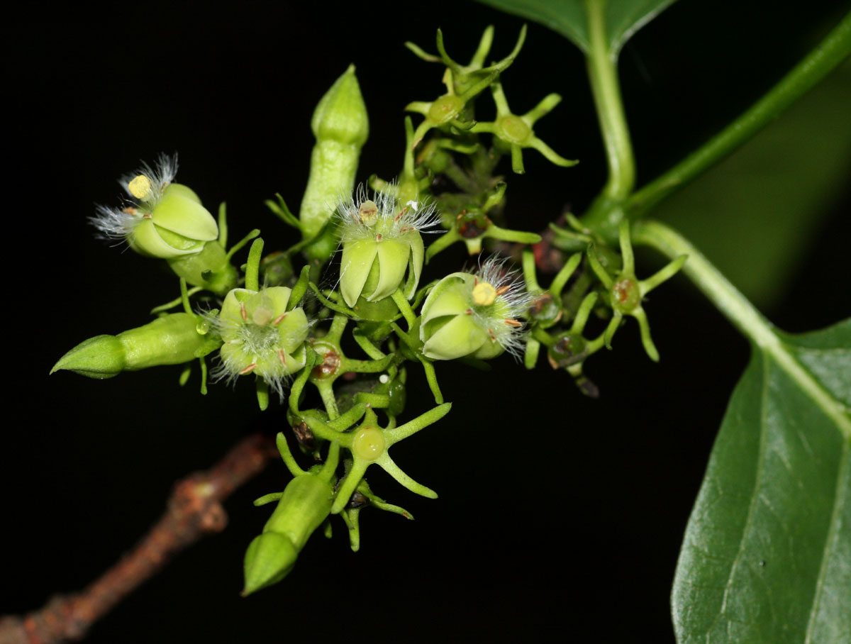 Vangueria apiculata Vangueria apiculata