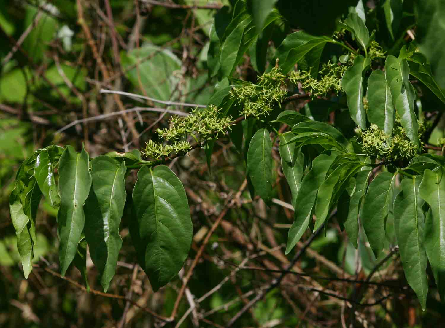 Vangueria apiculata