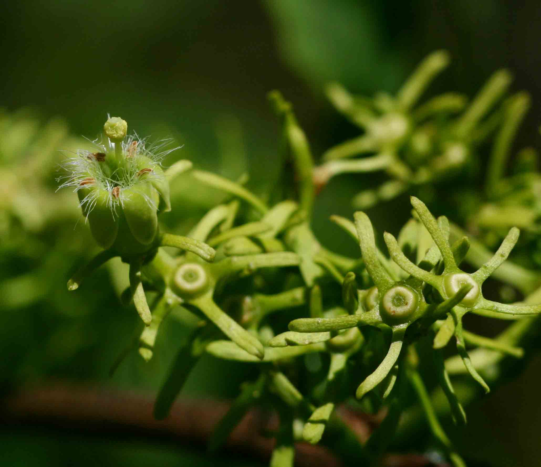 Vangueria apiculata Vangueria apiculata