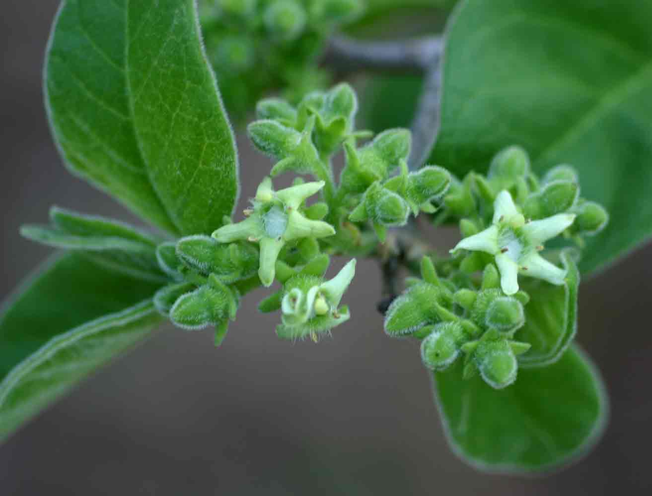 Vangueria infausta subsp. infausta