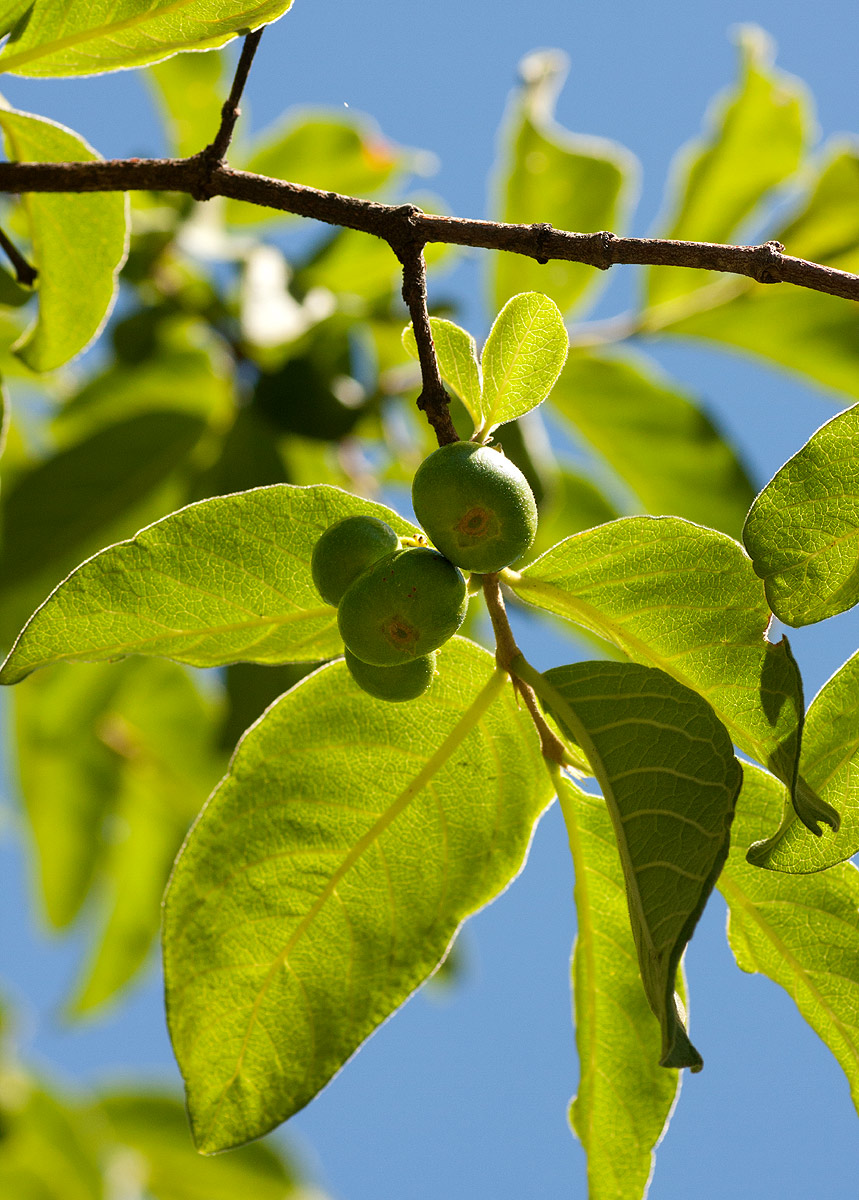 Vangueria infausta subsp. infausta Vangueria infausta subsp. infausta