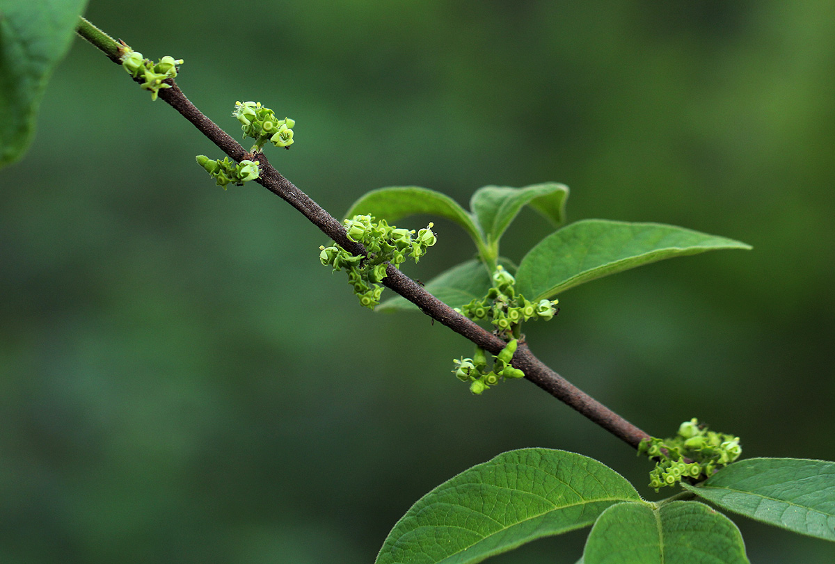 Vangueria infausta subsp. infausta