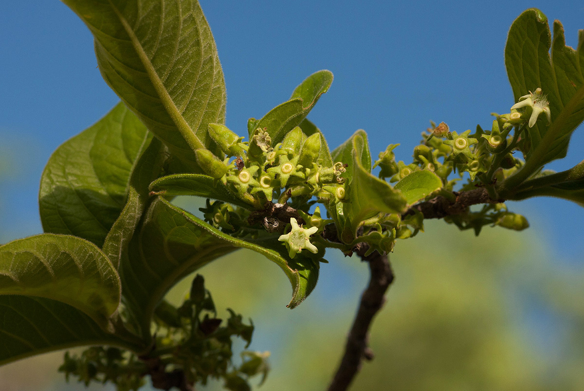 Vangueria infausta subsp. infausta