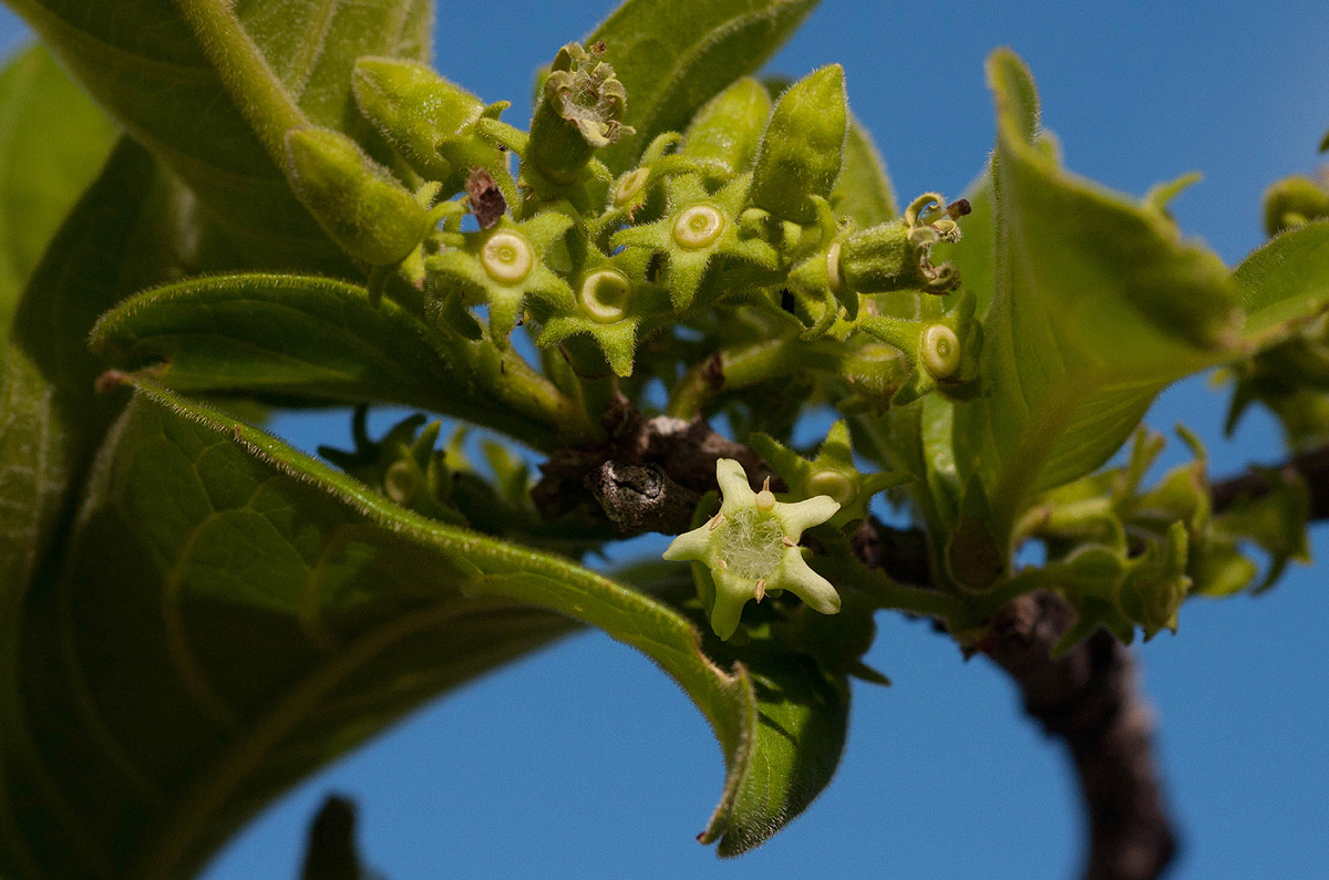 Vangueria infausta subsp. infausta