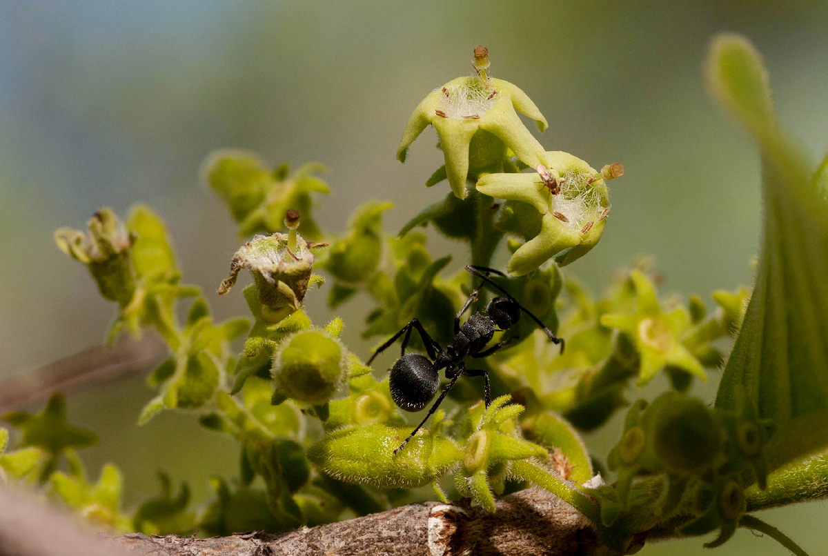 Vangueria infausta subsp. infausta Vangueria infausta subsp. infausta