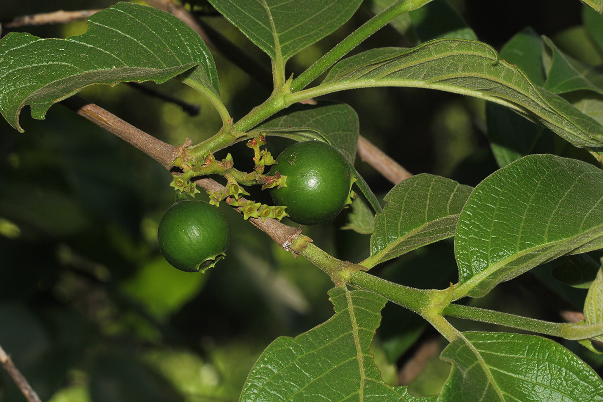 Vangueria infausta subsp. infausta