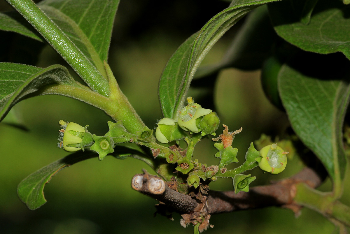 Vangueria infausta subsp. infausta