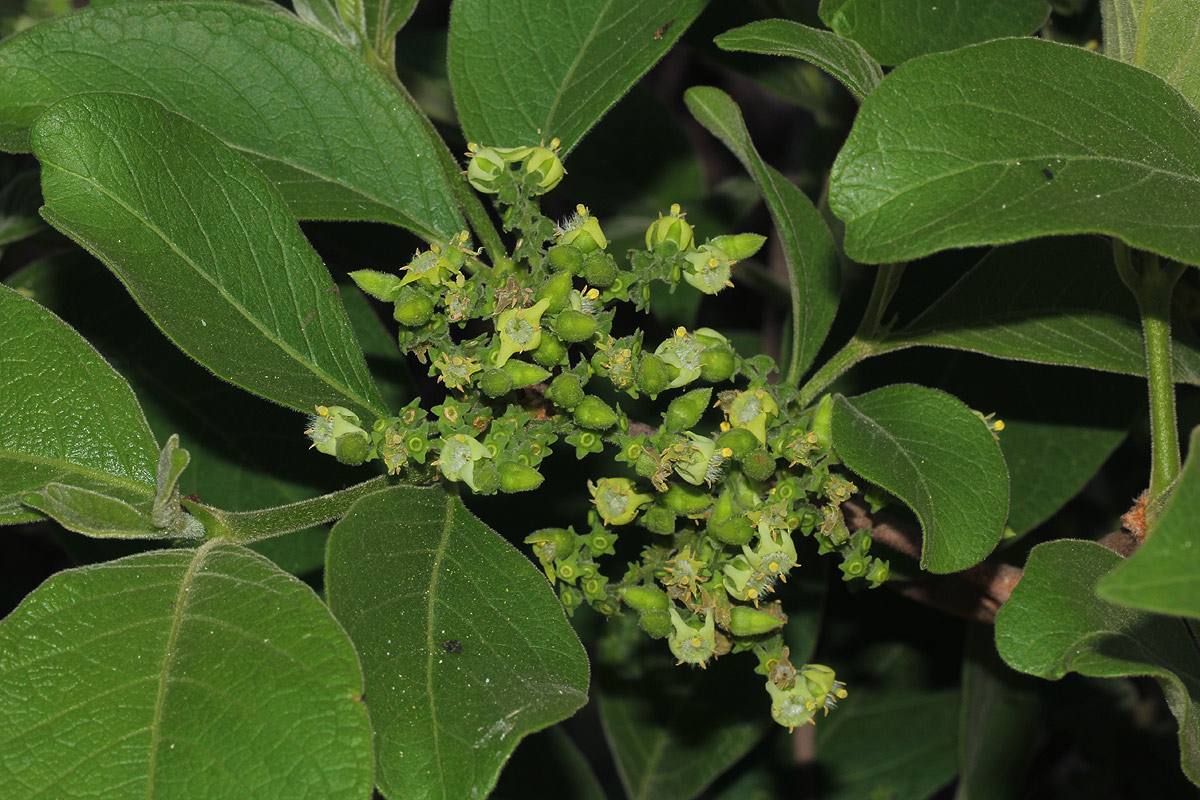 Vangueria infausta subsp. infausta