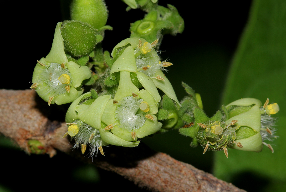 Vangueria infausta subsp. infausta