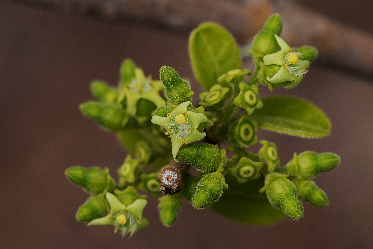 Vangueria infausta subsp. infausta Vangueria infausta subsp. infausta