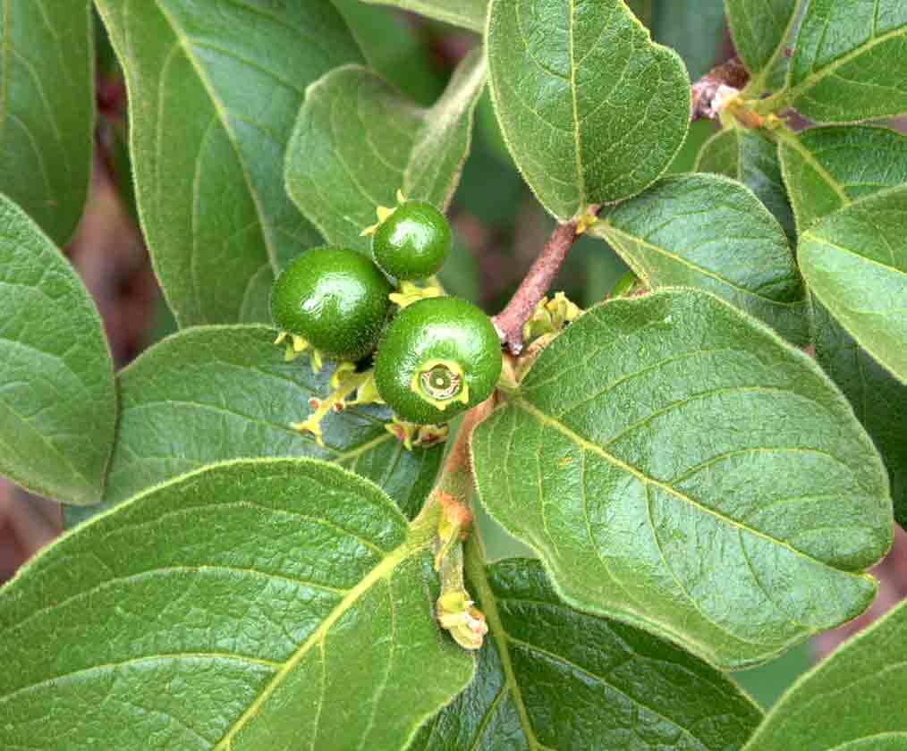 Vangueria infausta subsp. infausta