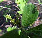 Vangueria infausta subsp. infausta