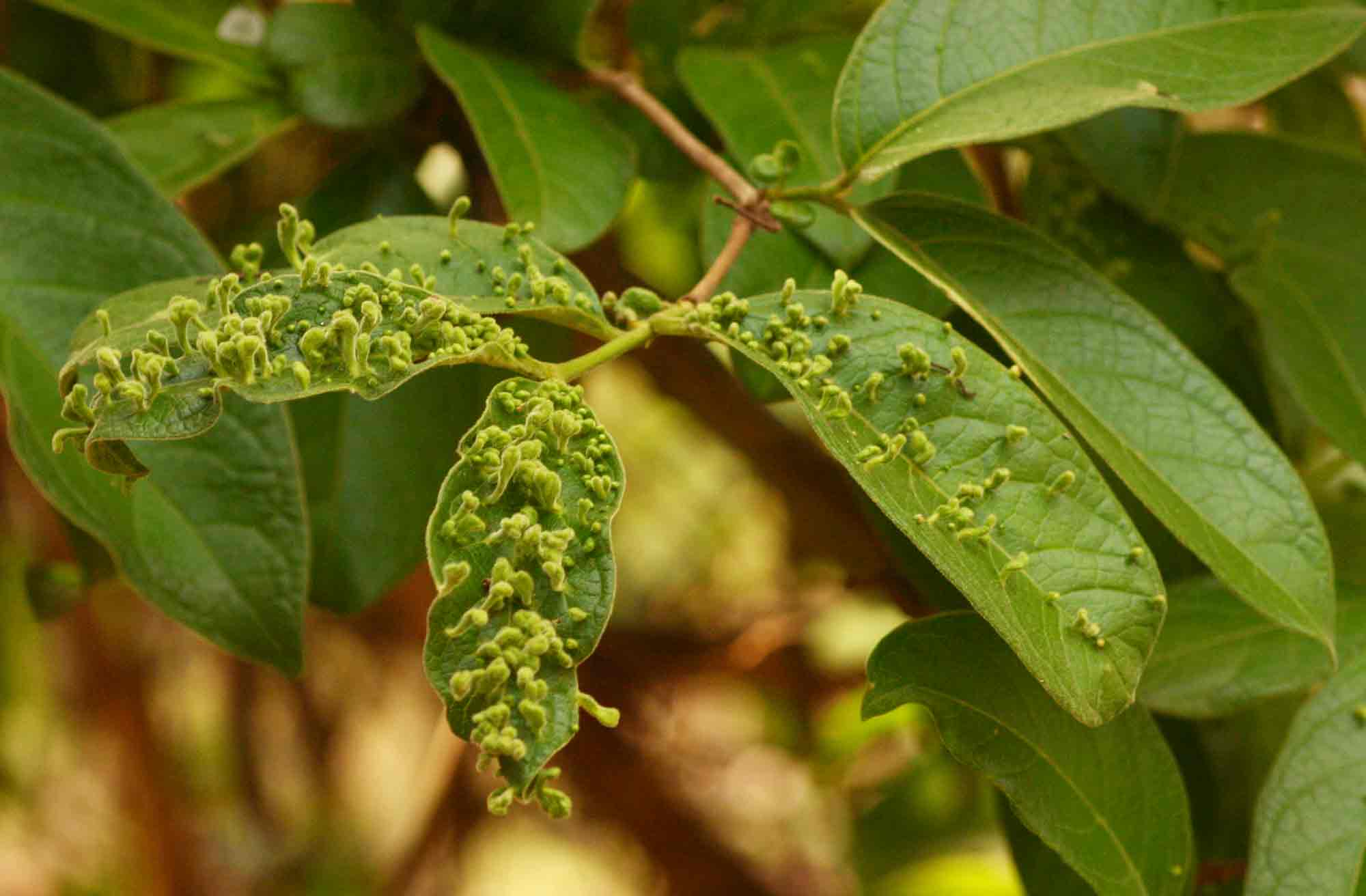 Vangueria infausta subsp. infausta