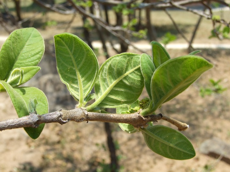 Vangueria infausta subsp. infausta