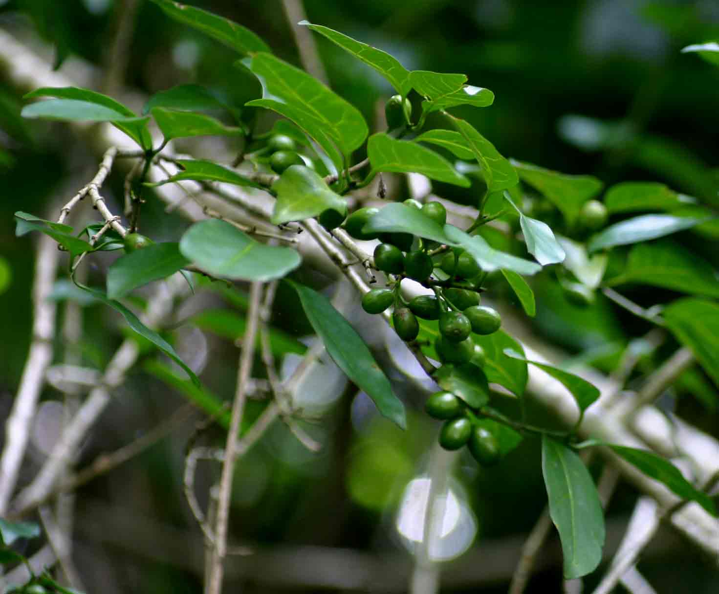 Canthium inerme Canthium inerme