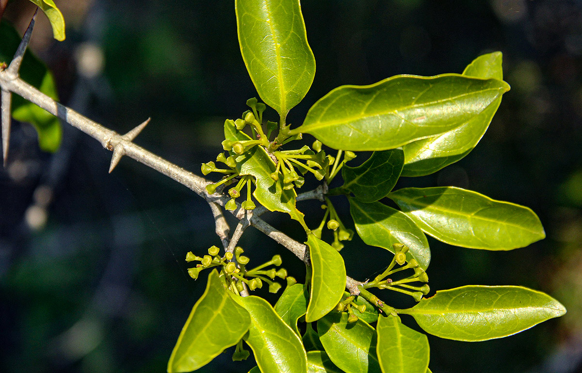 Canthium inerme Canthium inerme