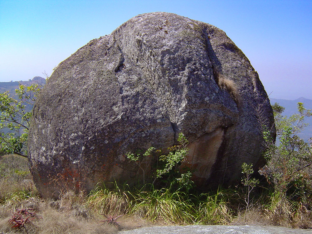 Canthium inerme Canthium inerme