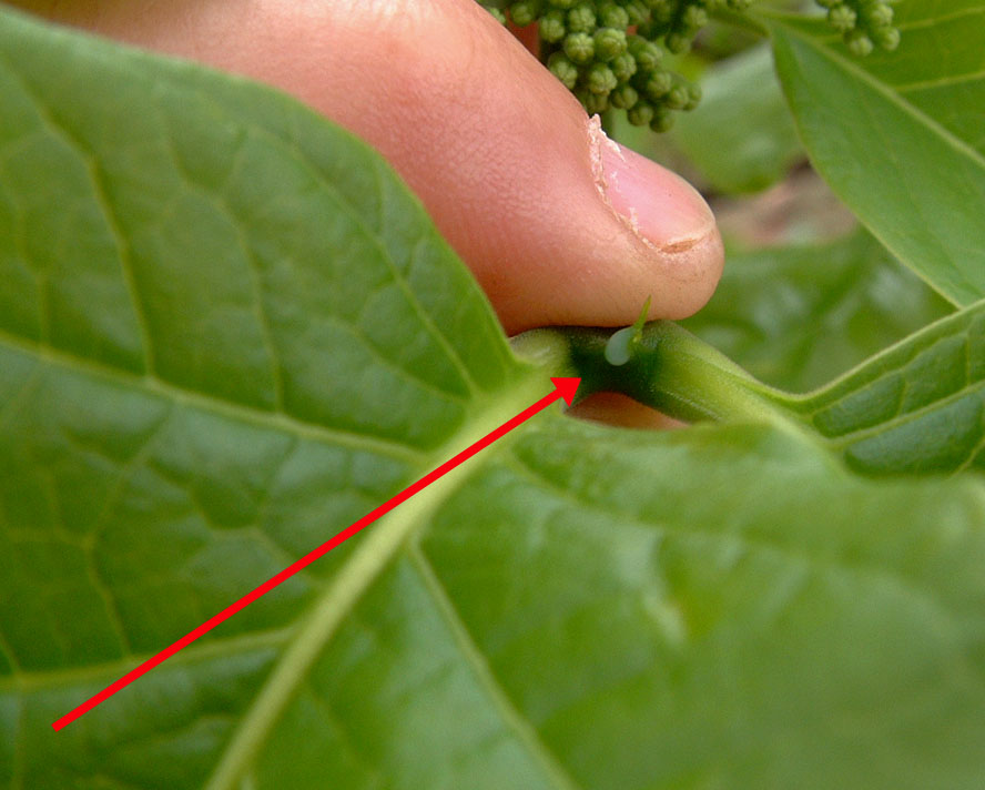 Afrocanthium lactescens