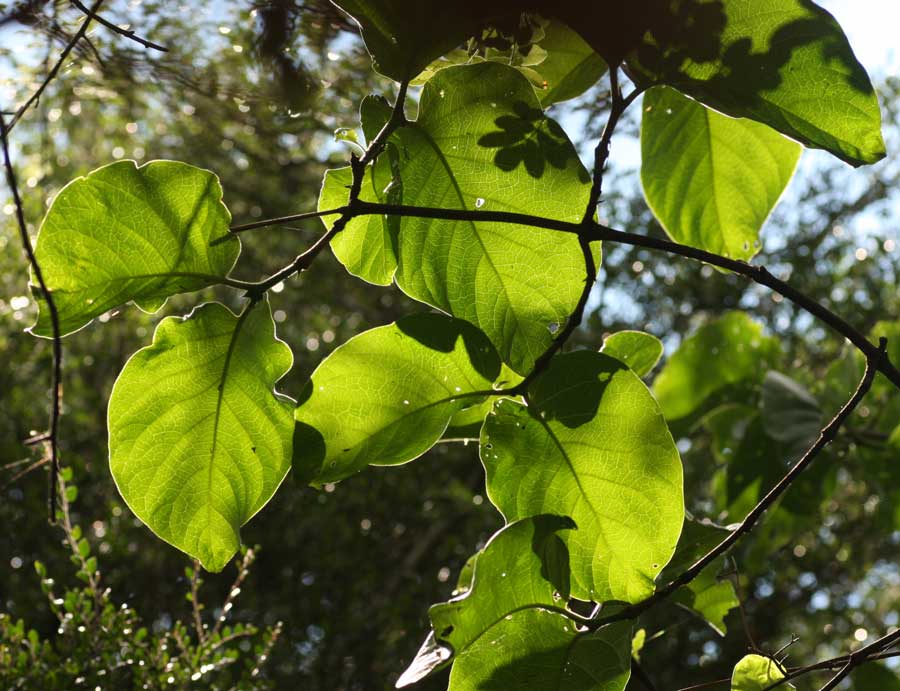 Afrocanthium lactescens