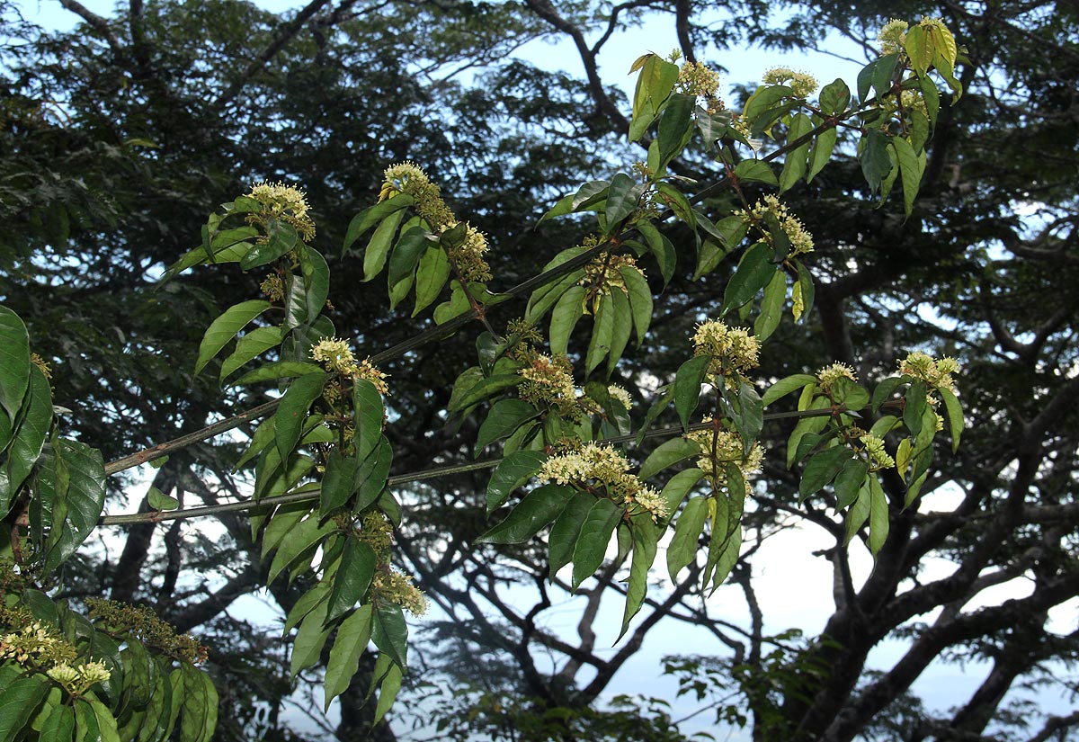 Keetia venosa Keetia venosa