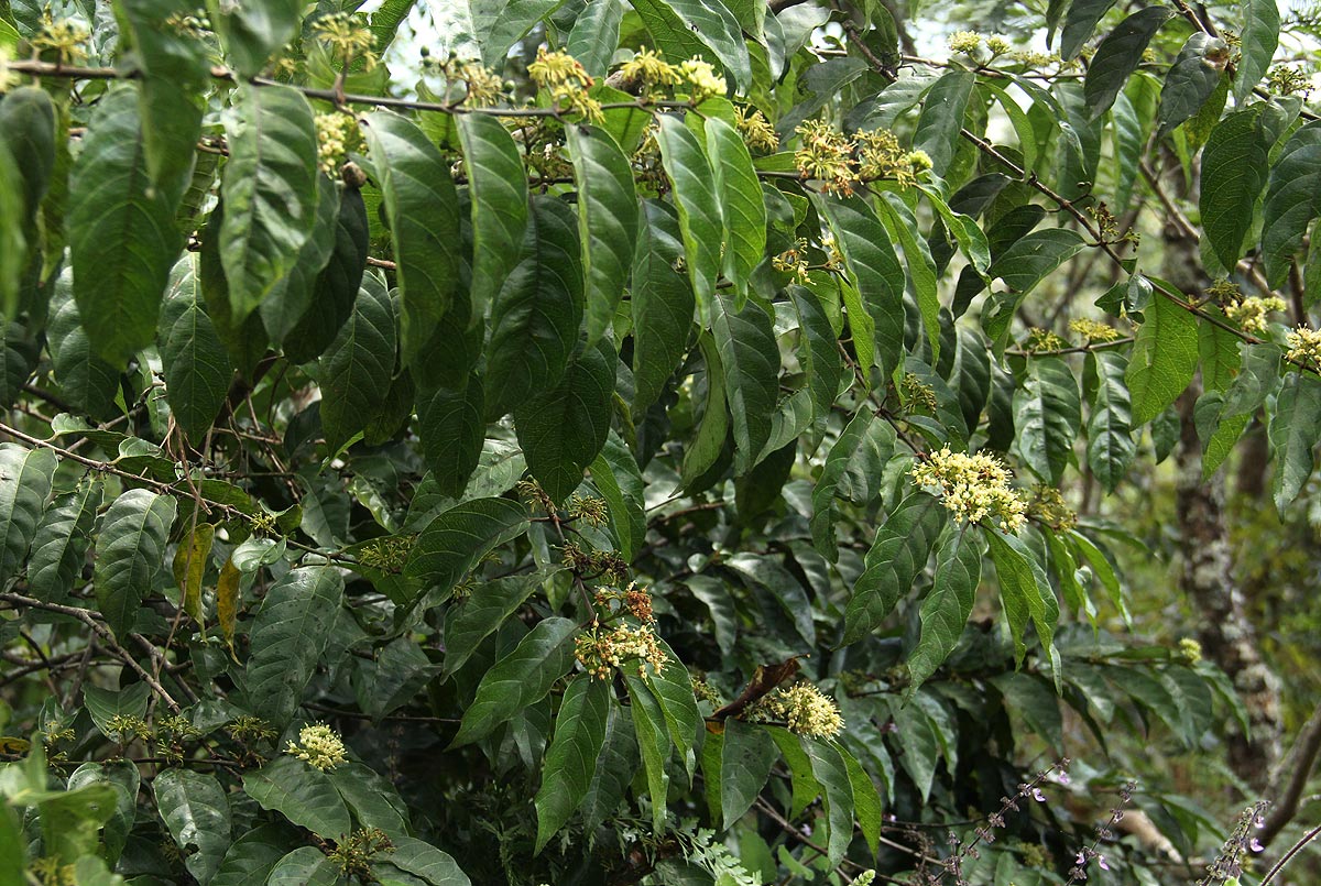 Keetia venosa Keetia venosa