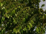 Keetia venosa