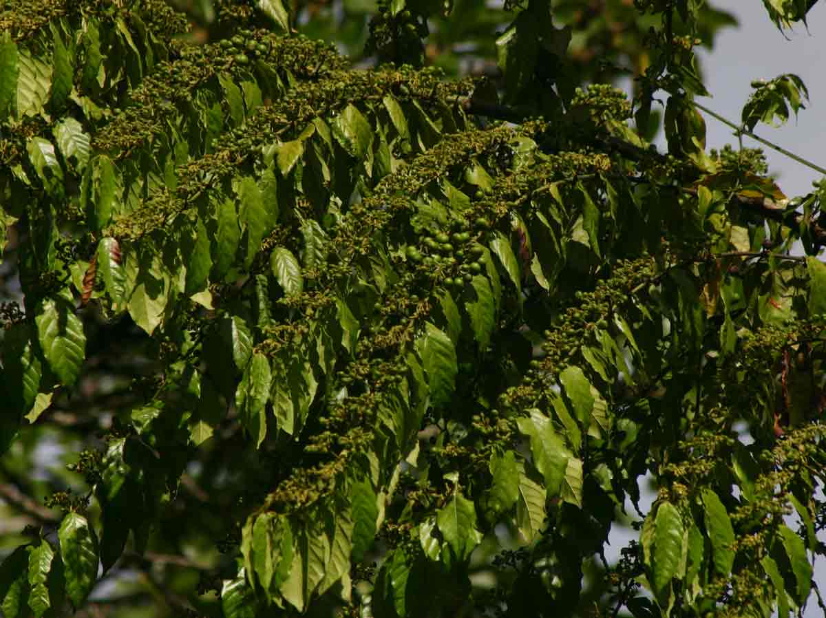 Keetia venosa Keetia venosa