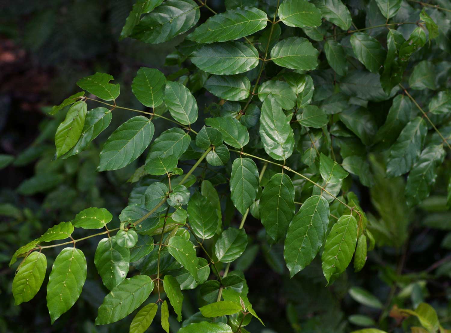 Keetia venosa