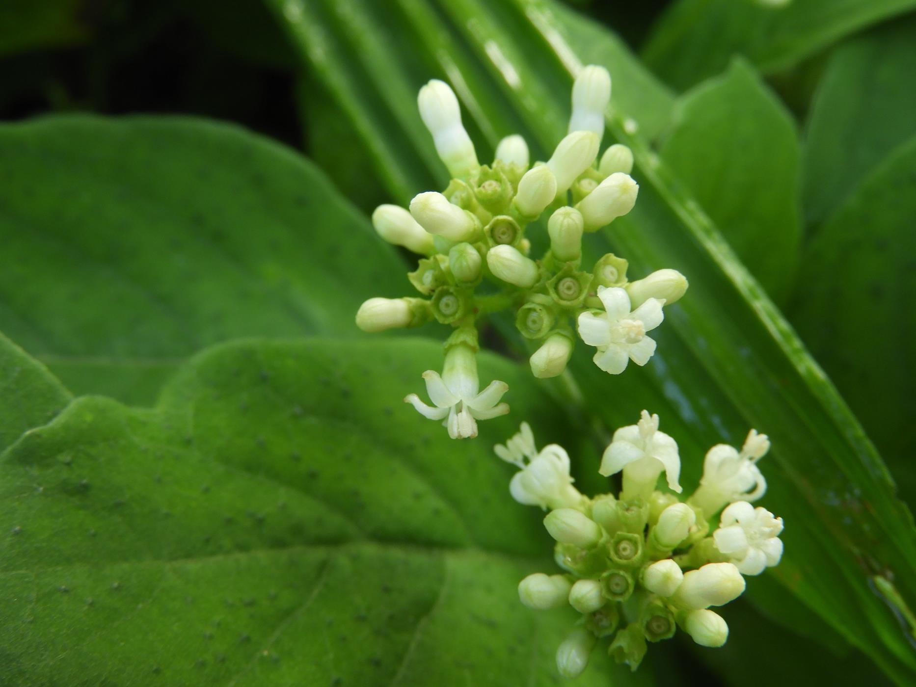 Psychotria kirkii Psychotria kirkii