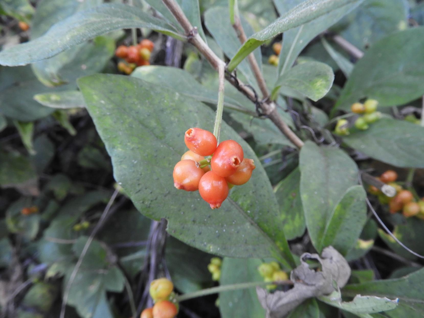 Psychotria kirkii Psychotria kirkii