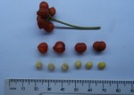 Psychotria kirkii