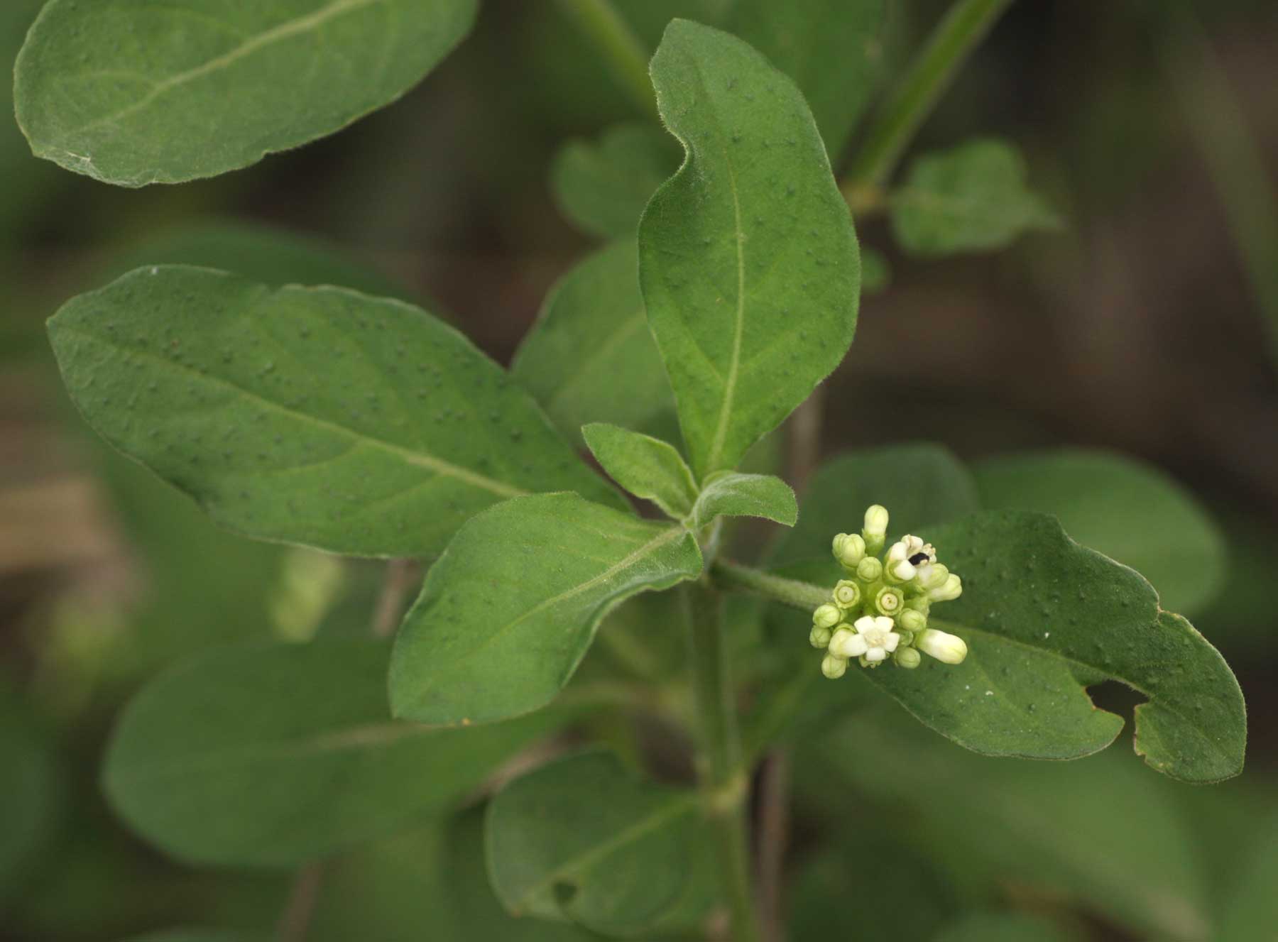 Psychotria kirkii Psychotria kirkii