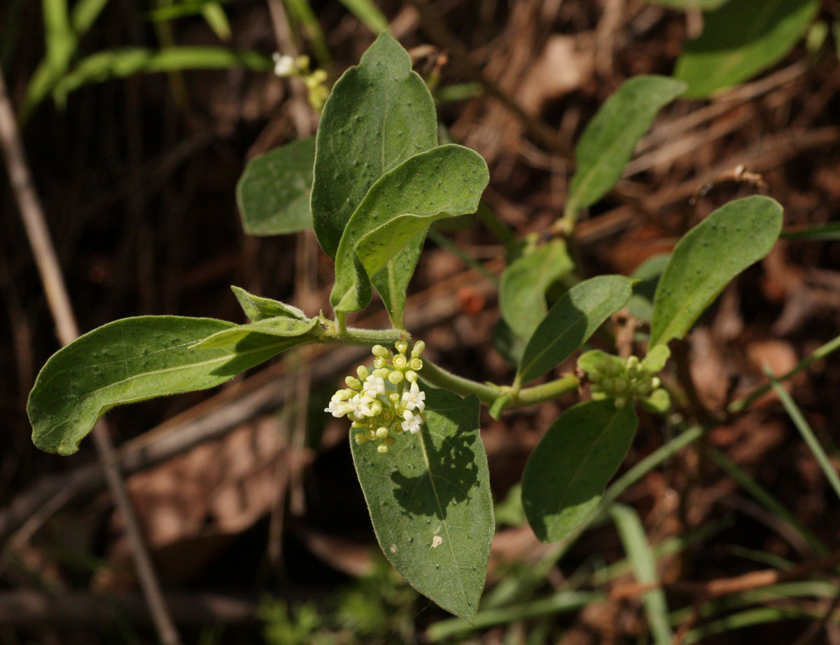 Psychotria kirkii Psychotria kirkii