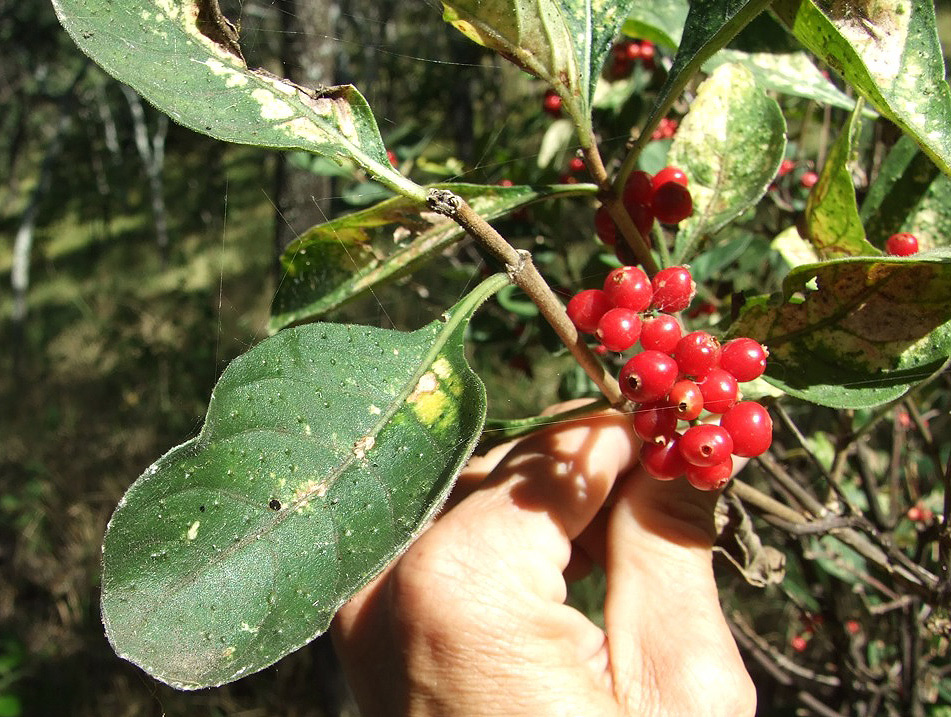 Psychotria kirkii Psychotria kirkii