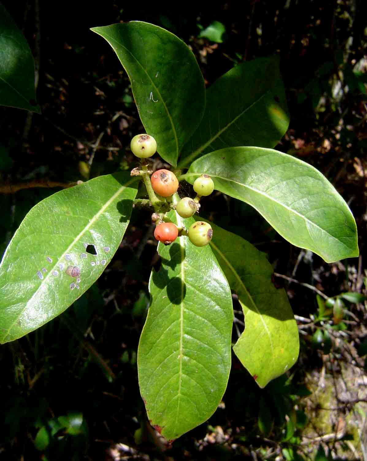 Psychotria mahonii Psychotria mahonii