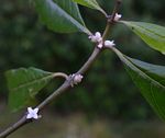 Lasianthus kilimandscharicus subsp. kilimandscharicus