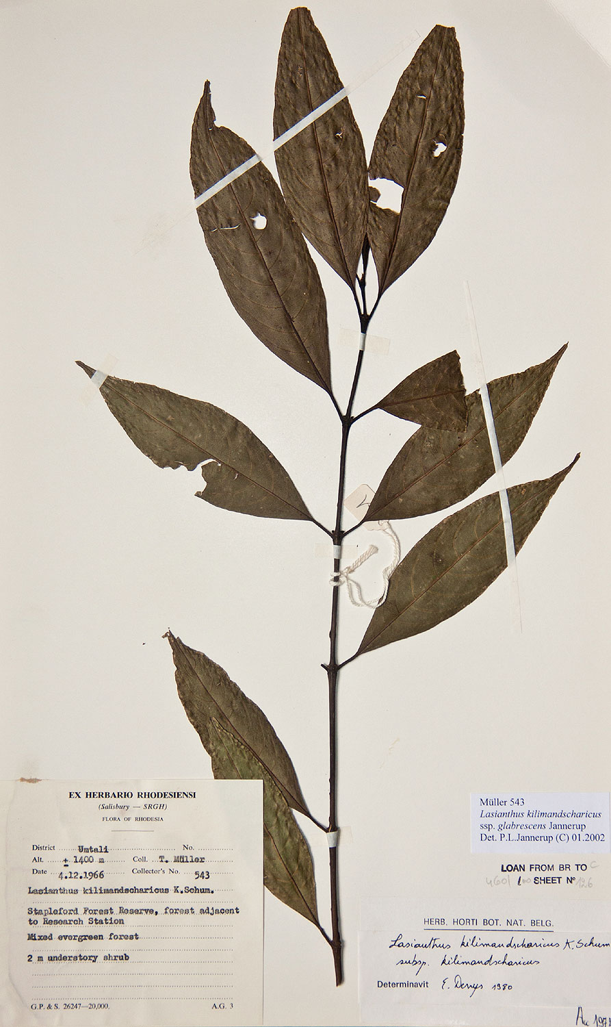 Lasianthus kilimandscharicus subsp. kilimandscharicus Lasianthus kilimandscharicus subsp. kilimandscharicus